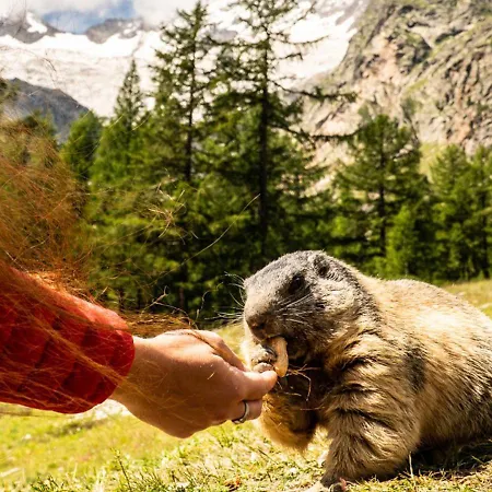 Alba Apartment Saas-Fee